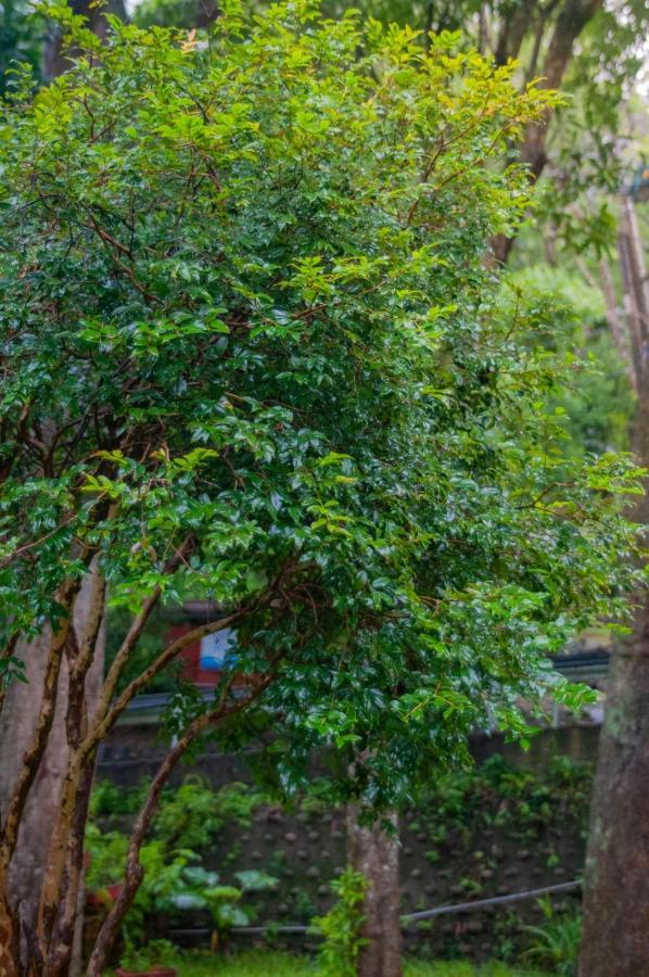 Siang Tsao Yu Chong Pension Sanyi Buitenkant foto